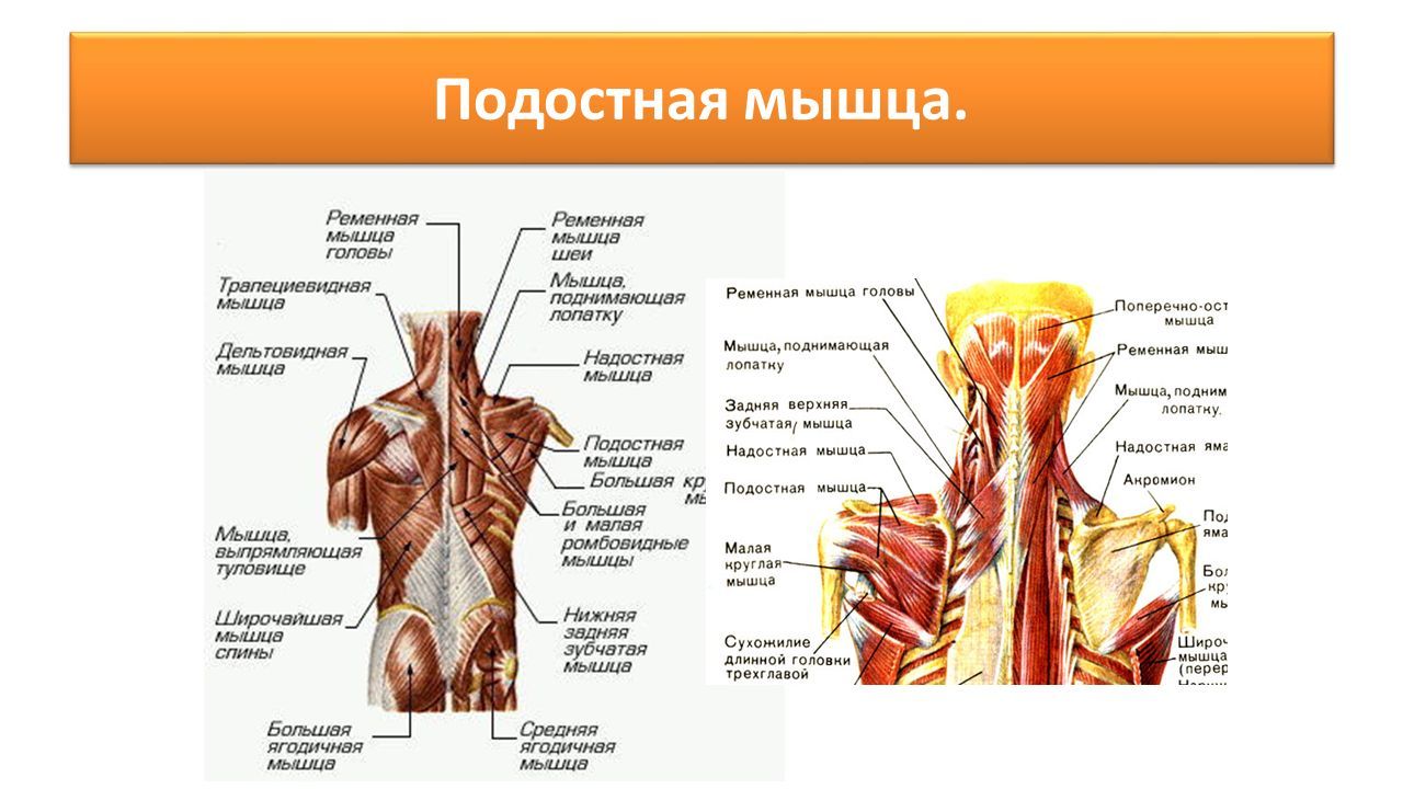 Мышцы верхних конечностей человека — Википедия