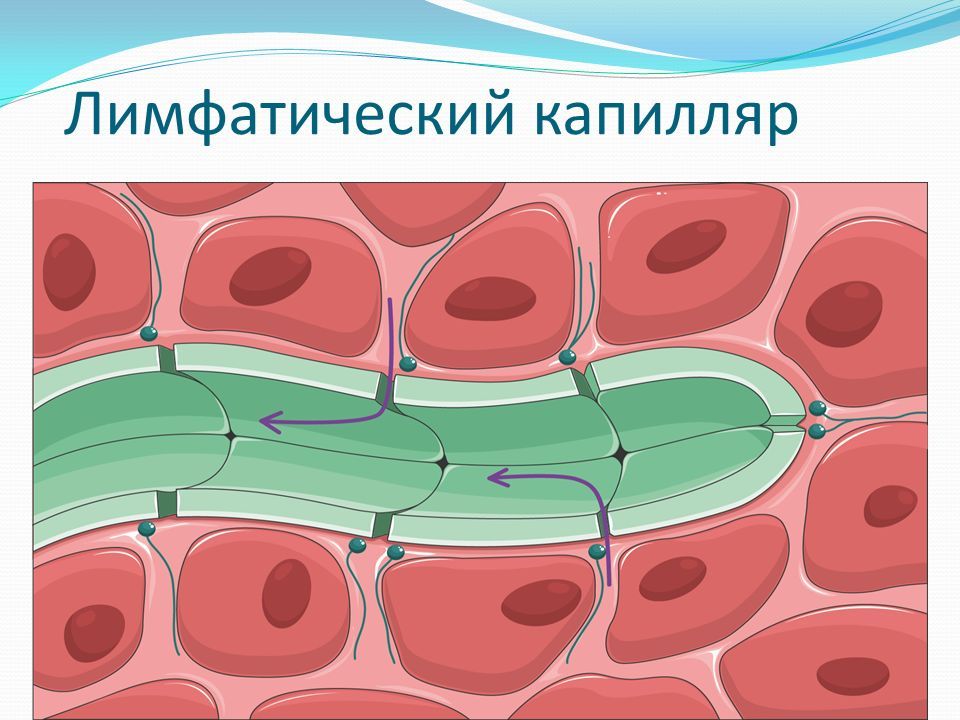 как связаны кровь лимфа и тканевая жидкость | Дзен