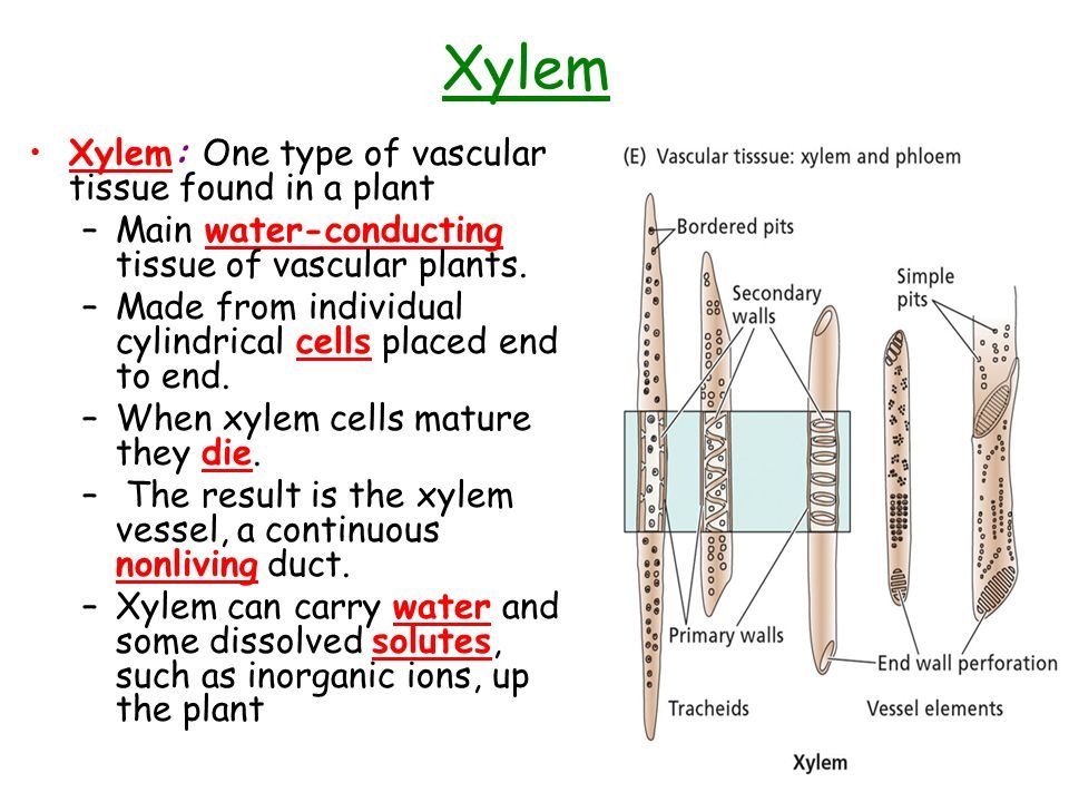 Plant Structure. Overview of Plant Structure Plants are Earth’s Primary ...