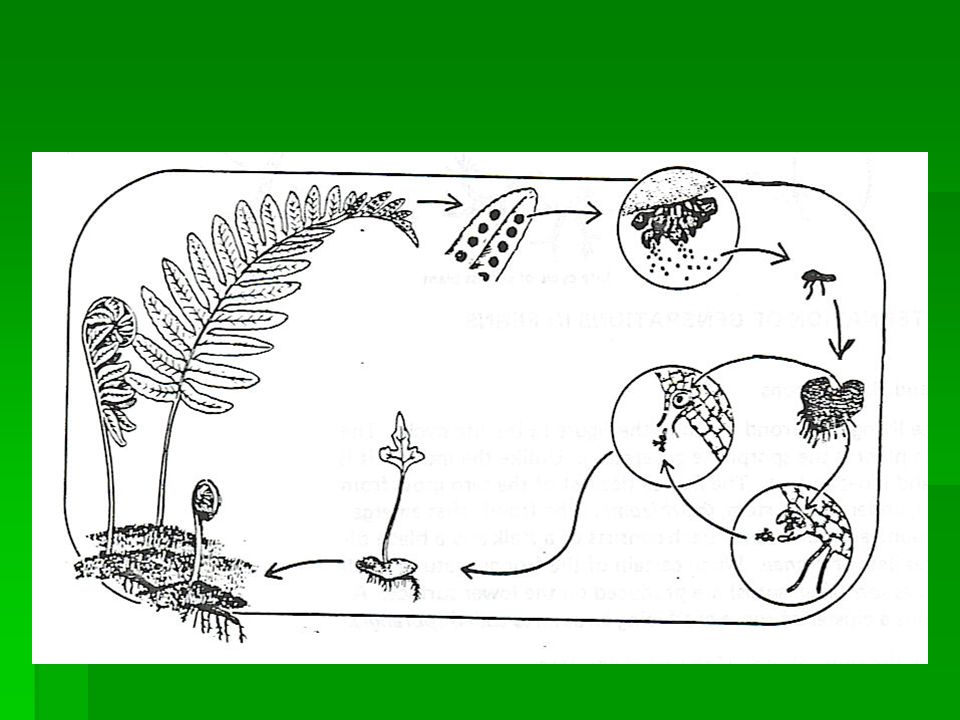VASCULAR PLANTS: TRACHEOPHYTES FERNS AND FERN ALLIES Club mosses and whisk tails. -  ppt download