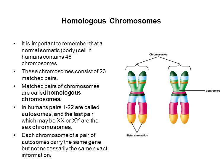 Homologous Chromosomes It is important to remember that a normal somatic (body) cell in humans contains 46 chromosomes.