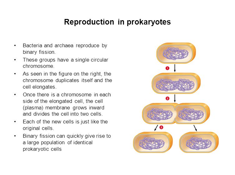 Reproduction in prokaryotes Bacteria and archaea reproduce by binary fission.