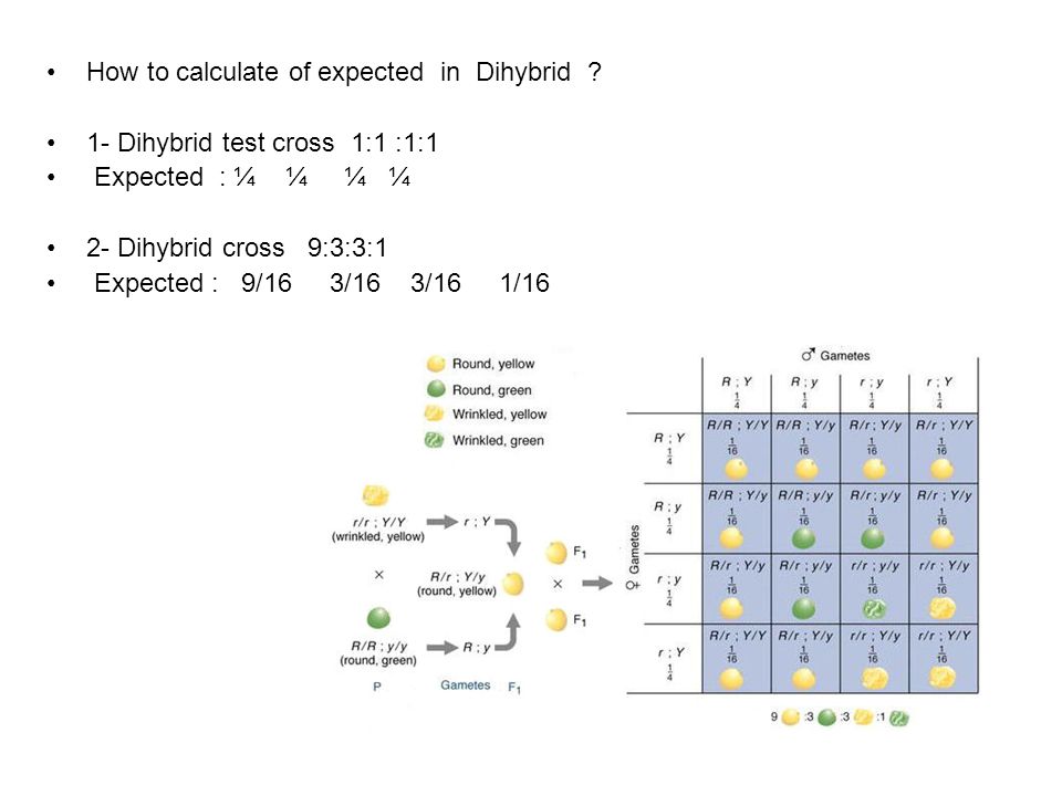 1- Dihybrid test cross 1:1 :1:1 Expected : ¼ ¼ ¼ ¼ 2- Dihybrid cross 9:3:3:...