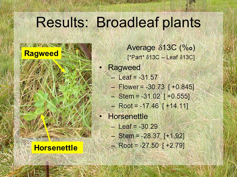 Results: Broadleaf plants Average  13C (% o ) [*Part*  13C – Leaf  13C] Ragweed –Leaf = –Flower = [ ] –Stem = [ ] –Root = [ ] Horsenettle –Leaf = –Stem = [+1.92] –Root = [ +2.79] Ragweed Horsenettle