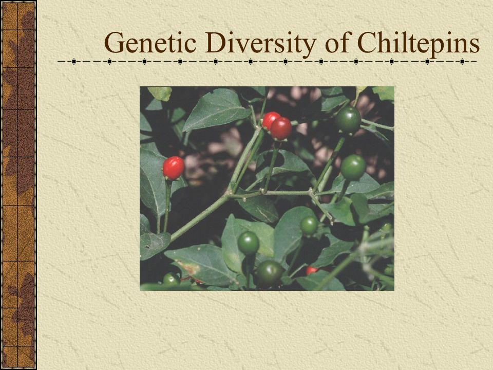 Genetic Diversity of Chiltepins