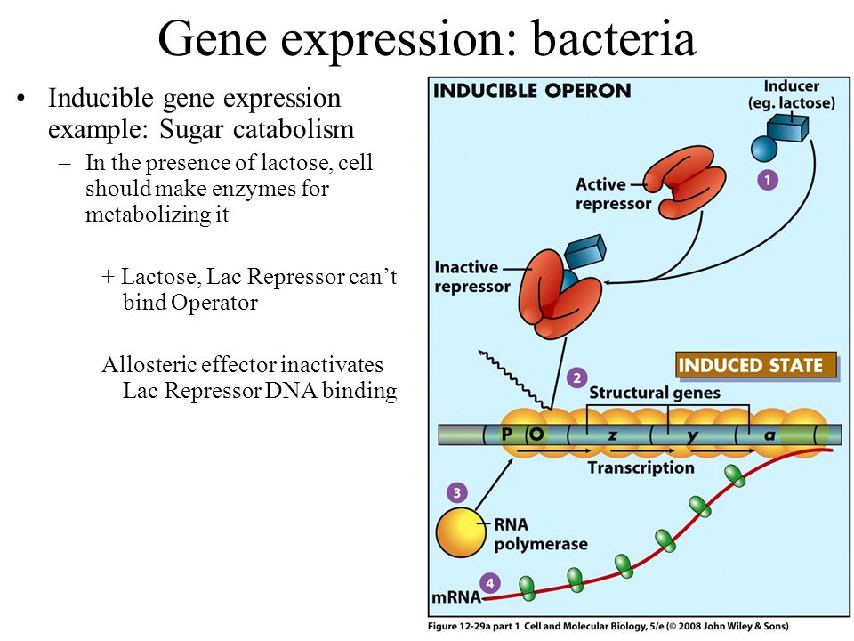 Presentation on theme: "Regulation of Gene Expression Inducible gene e...
