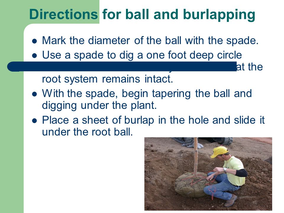 Directions for ball and burlapping Mark the diameter of the ball with the spade.