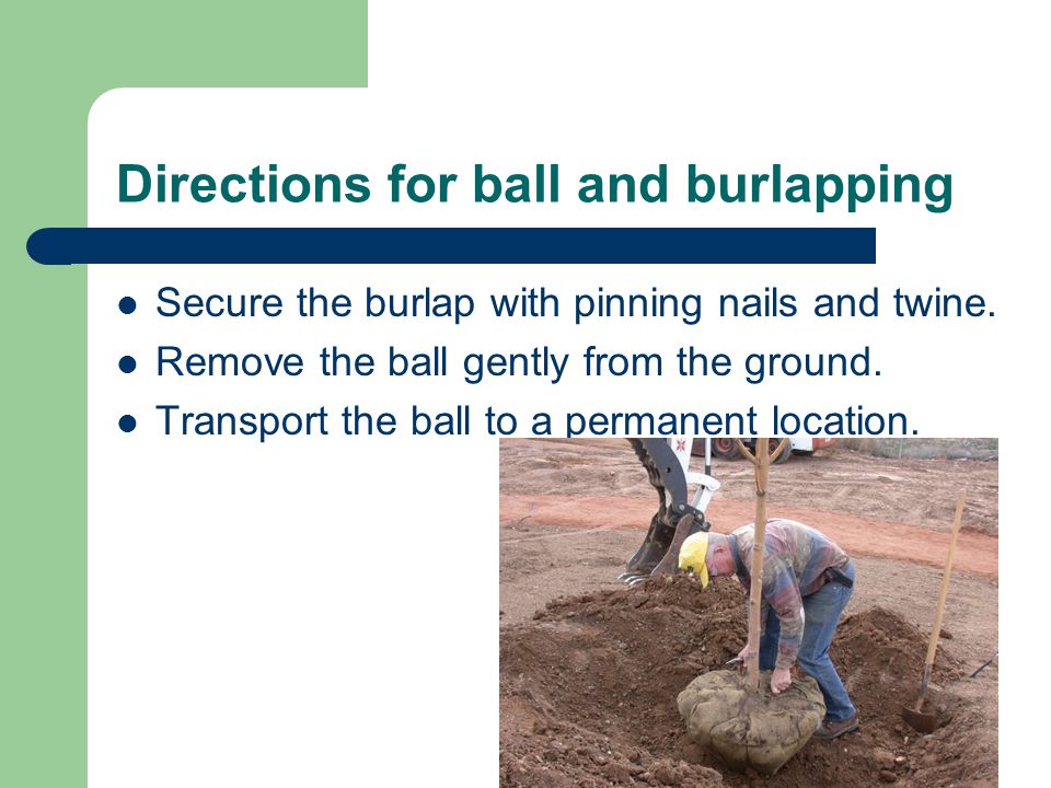 Directions for ball and burlapping Secure the burlap with pinning nails and twine.