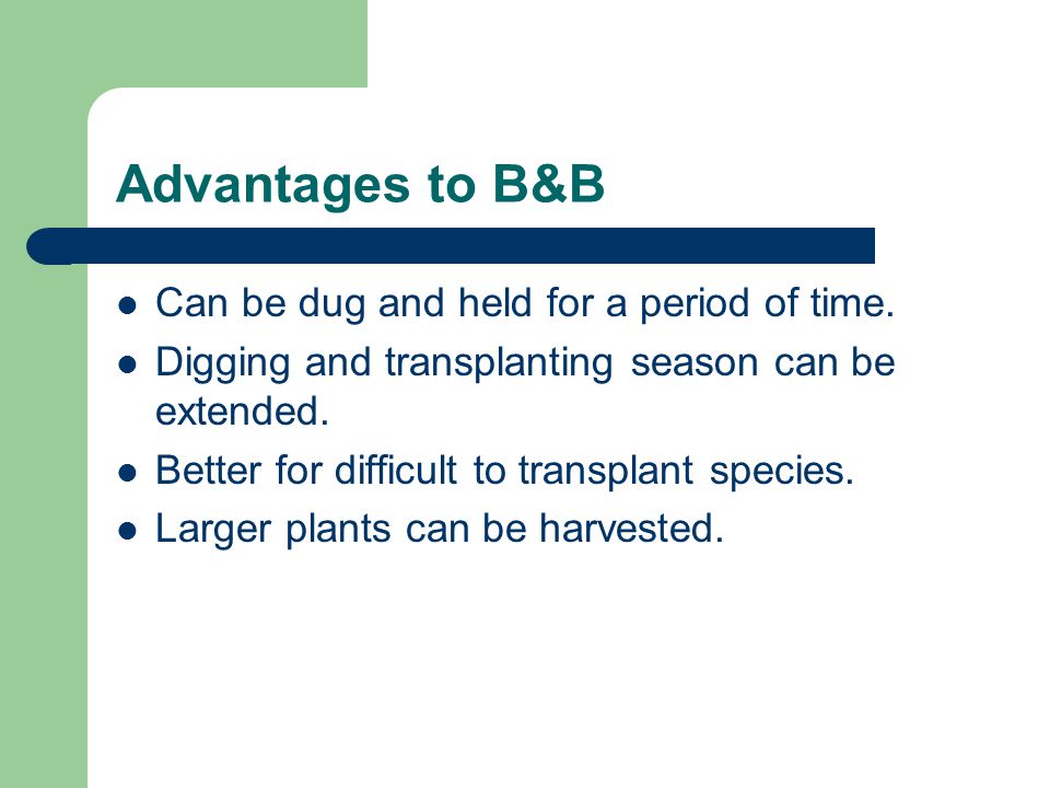 Advantages to B&B Can be dug and held for a period of time.