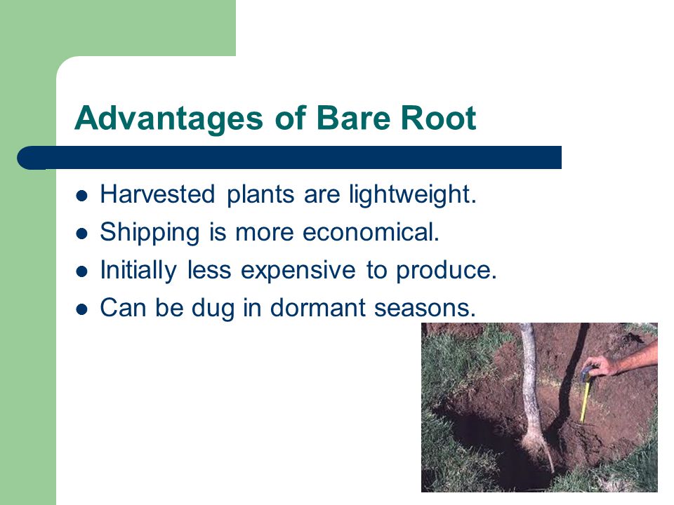Advantages of Bare Root Harvested plants are lightweight.