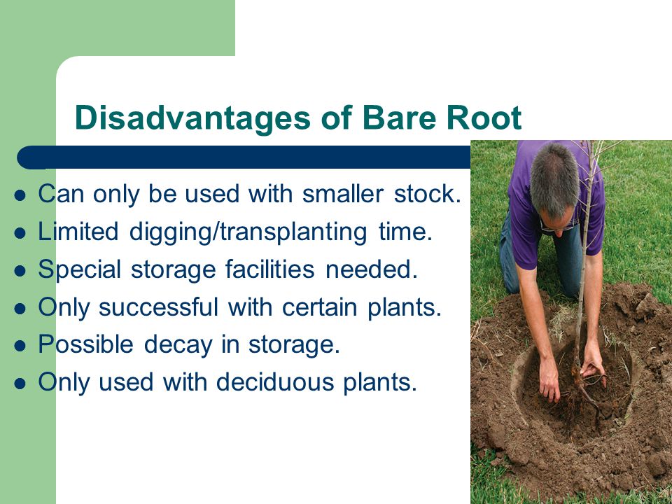 Disadvantages of Bare Root Can only be used with smaller stock.