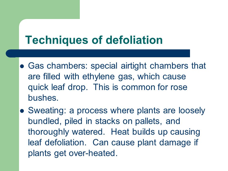 Techniques of defoliation Gas chambers: special airtight chambers that are filled with ethylene gas, which cause quick leaf drop.