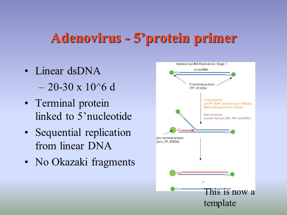 virus replication primer