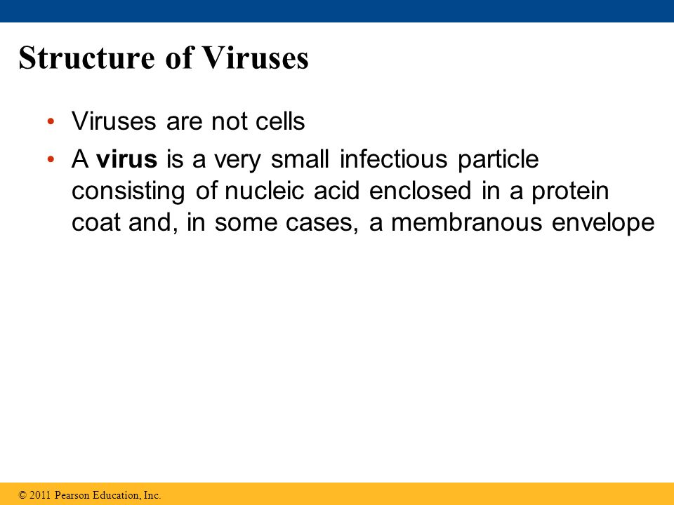 Structure of Viruses Viruses are not cells A virus is a very small infectious particle consisting of nucleic acid enclosed in a protein coat and, in some cases, a membranous envelope © 2011 Pearson Education, Inc.