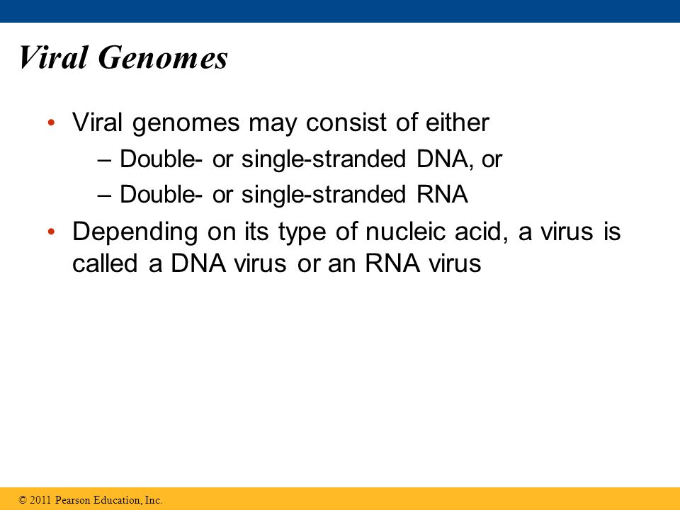Viral Genomes Viral genomes may consist of either –Double- or single-stranded DNA, or –Double- or single-stranded RNA Depending on its type of nucleic acid, a virus is called a DNA virus or an RNA virus © 2011 Pearson Education, Inc.