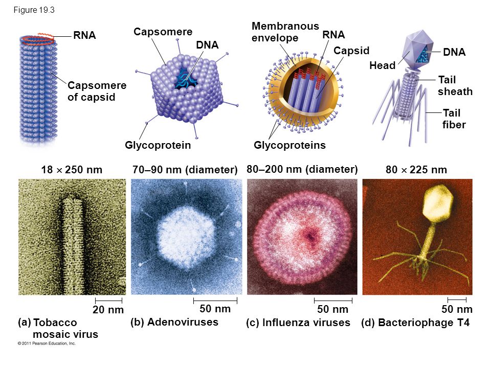 Figure 19.3 Capsomere of capsid RNA Capsomere DNA Glycoprotein Glycoproteins Membranous envelope RNA Capsid Head DNA Tail sheath Tail fiber 18  250 nm 80  225 nm 70–90 nm (diameter) 80–200 nm (diameter) 20 nm 50 nm (a) Tobacco mosaic virus (b) Adenoviruses (c) Influenza viruses(d) Bacteriophage T4