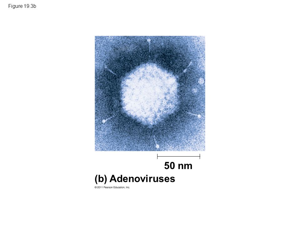 Figure 19.3b 50 nm (b) Adenoviruses