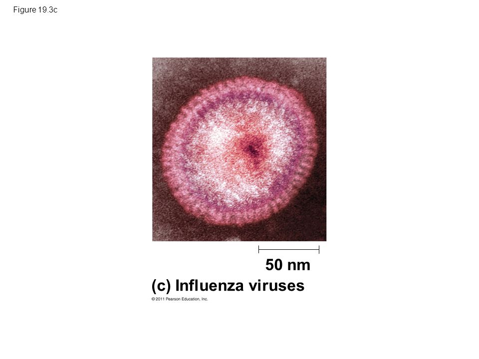 Figure 19.3c 50 nm (c) Influenza viruses