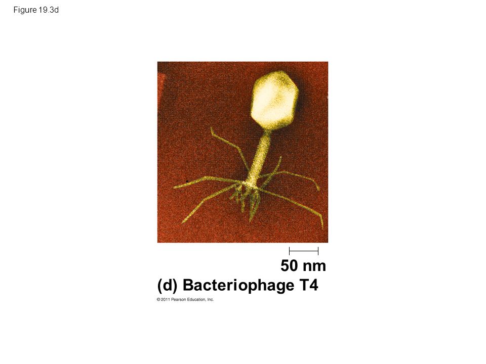 Figure 19.3d 50 nm (d) Bacteriophage T4