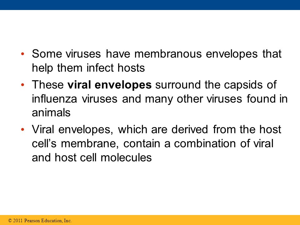 Some viruses have membranous envelopes that help them infect hosts These viral envelopes surround the capsids of influenza viruses and many other viruses found in animals Viral envelopes, which are derived from the host cell’s membrane, contain a combination of viral and host cell molecules © 2011 Pearson Education, Inc.