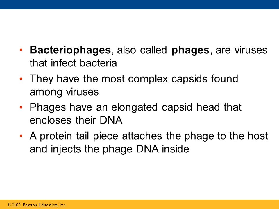 Bacteriophages, also called phages, are viruses that infect bacteria They have the most complex capsids found among viruses Phages have an elongated capsid head that encloses their DNA A protein tail piece attaches the phage to the host and injects the phage DNA inside © 2011 Pearson Education, Inc.