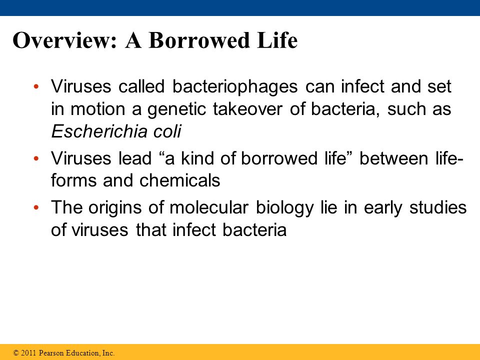 Overview: A Borrowed Life Viruses called bacteriophages can infect and set in motion a genetic takeover of bacteria, such as Escherichia coli Viruses lead a kind of borrowed life between life- forms and chemicals The origins of molecular biology lie in early studies of viruses that infect bacteria © 2011 Pearson Education, Inc.