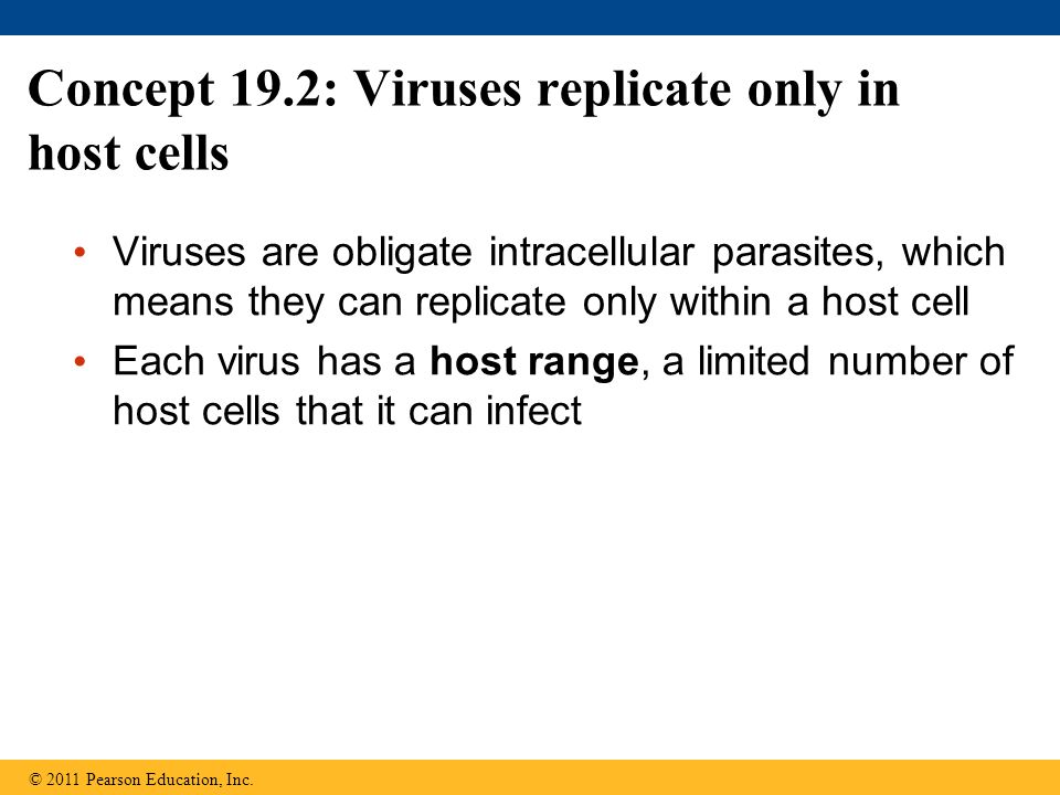 Concept 19.2: Viruses replicate only in host cells Viruses are obligate intracellular parasites, which means they can replicate only within a host cell Each virus has a host range, a limited number of host cells that it can infect © 2011 Pearson Education, Inc.