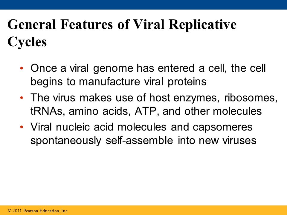 General Features of Viral Replicative Cycles Once a viral genome has entered a cell, the cell begins to manufacture viral proteins The virus makes use of host enzymes, ribosomes, tRNAs, amino acids, ATP, and other molecules Viral nucleic acid molecules and capsomeres spontaneously self-assemble into new viruses © 2011 Pearson Education, Inc.