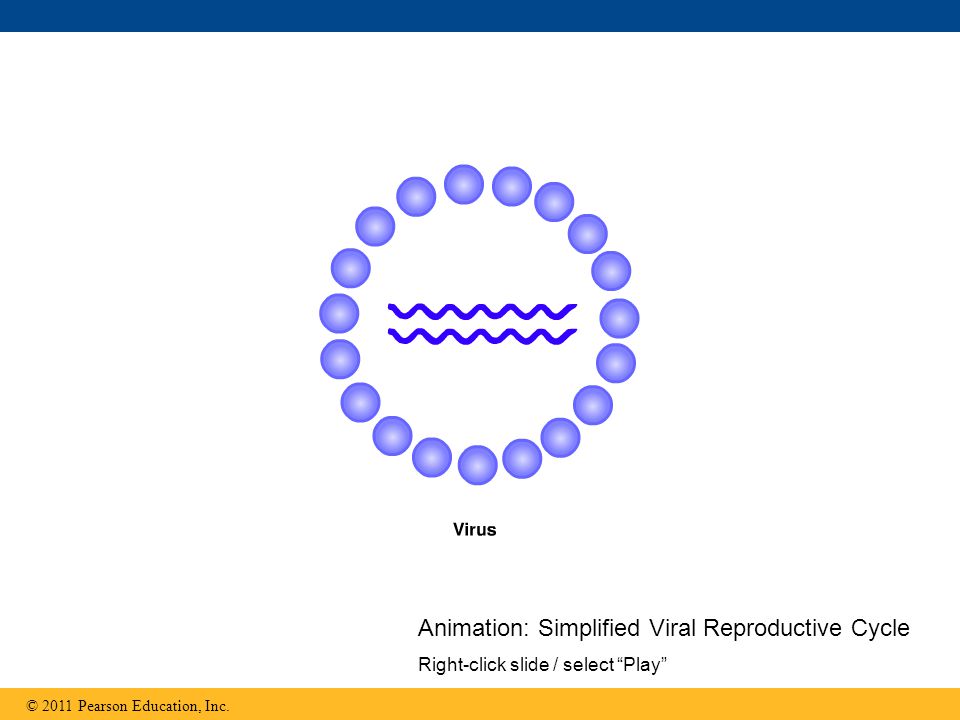 Animation: Simplified Viral Reproductive Cycle Right-click slide / select Play