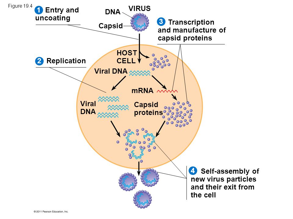 VIRUS 2134 Entry and uncoating Replication Transcription and manufacture of capsid proteins Self-assembly of new virus particles and their exit from the cell DNA Capsid HOST CELL Viral DNA mRNA Capsid proteins Figure 19.4