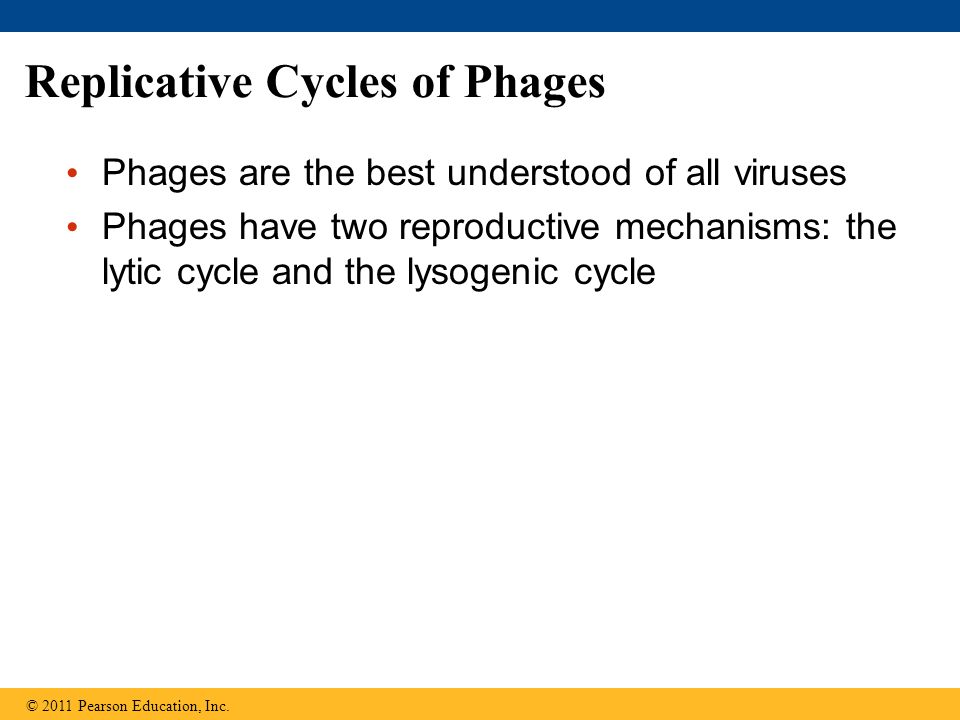 Replicative Cycles of Phages Phages are the best understood of all viruses Phages have two reproductive mechanisms: the lytic cycle and the lysogenic cycle © 2011 Pearson Education, Inc.