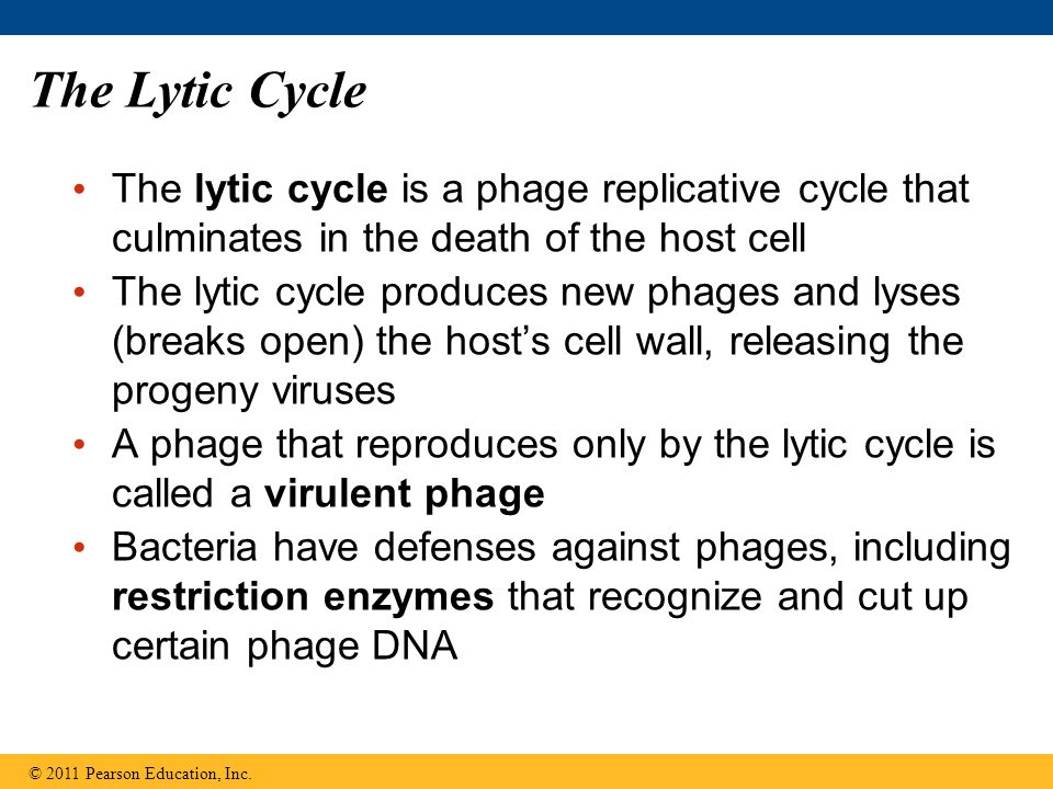 The Lytic Cycle The lytic cycle is a phage replicative cycle that culminates in the death of the host cell The lytic cycle produces new phages and lyses (breaks open) the host’s cell wall, releasing the progeny viruses A phage that reproduces only by the lytic cycle is called a virulent phage Bacteria have defenses against phages, including restriction enzymes that recognize and cut up certain phage DNA © 2011 Pearson Education, Inc.