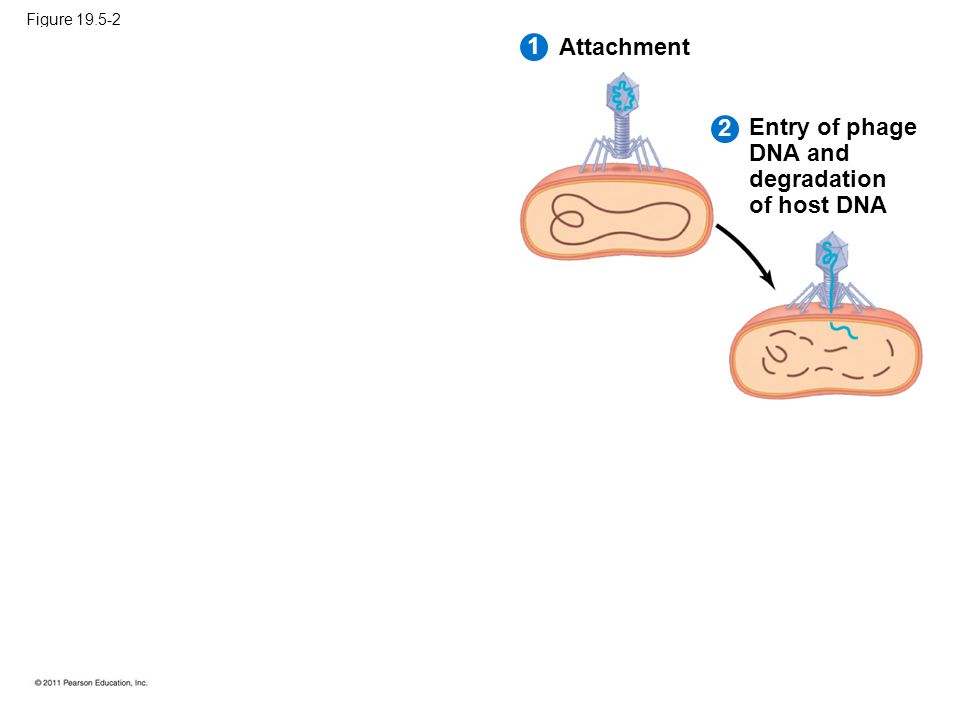 Figure Attachment 21 Entry of phage DNA and degradation of host DNA