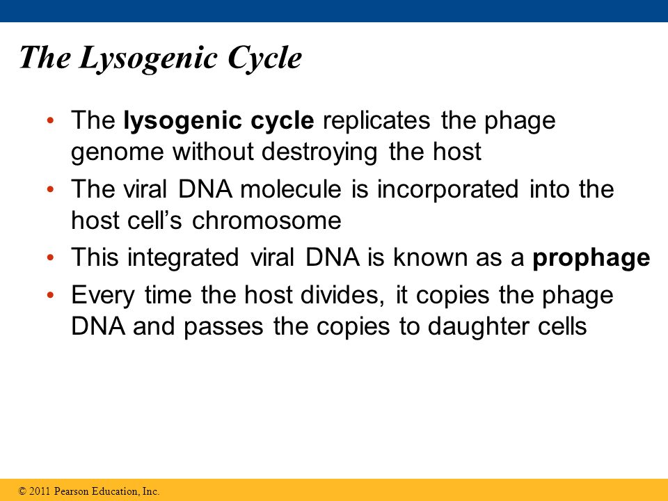 The Lysogenic Cycle The lysogenic cycle replicates the phage genome without destroying the host The viral DNA molecule is incorporated into the host cell’s chromosome This integrated viral DNA is known as a prophage Every time the host divides, it copies the phage DNA and passes the copies to daughter cells © 2011 Pearson Education, Inc.