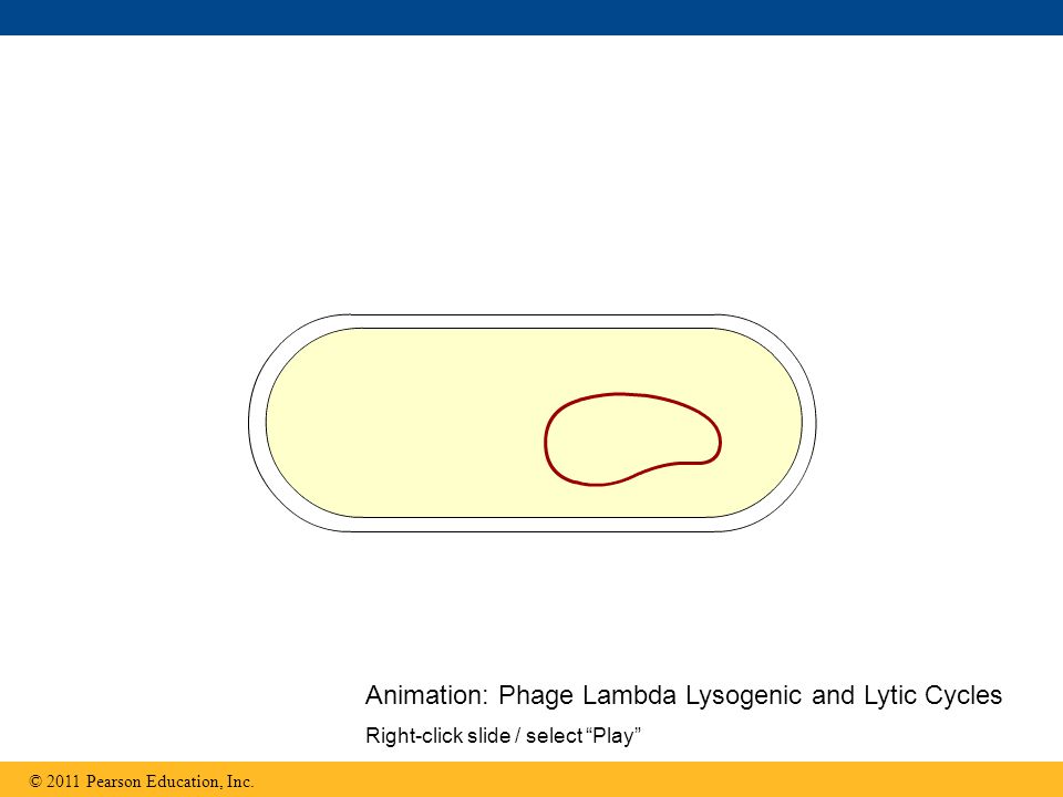 Animation: Phage Lambda Lysogenic and Lytic Cycles Right-click slide / select Play