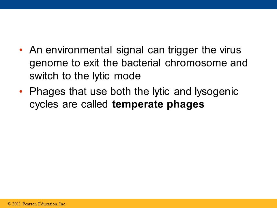 An environmental signal can trigger the virus genome to exit the bacterial chromosome and switch to the lytic mode Phages that use both the lytic and lysogenic cycles are called temperate phages © 2011 Pearson Education, Inc.