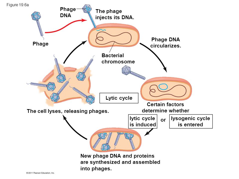 New phage DNA and proteins are synthesized and assembled into phages.