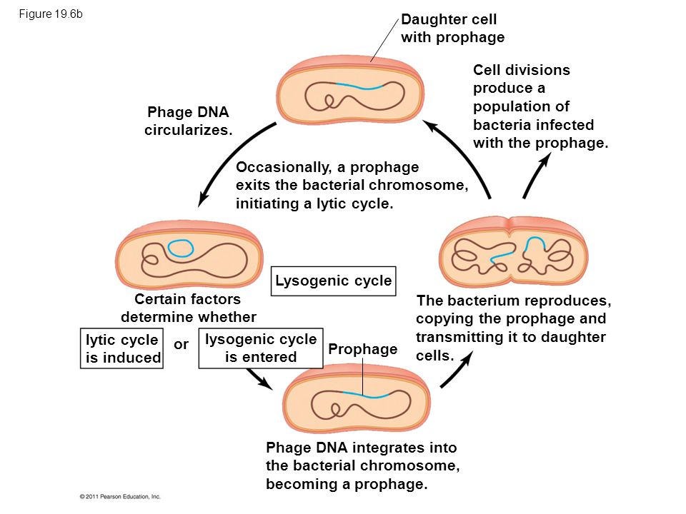 lytic cycle is induced or Phage DNA circularizes.