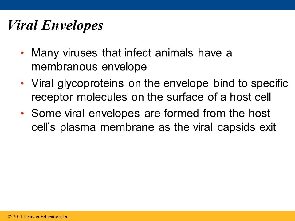 Viral Envelopes Many viruses that infect animals have a membranous envelope Viral glycoproteins on the envelope bind to specific receptor molecules on the surface of a host cell Some viral envelopes are formed from the host cell’s plasma membrane as the viral capsids exit © 2011 Pearson Education, Inc.