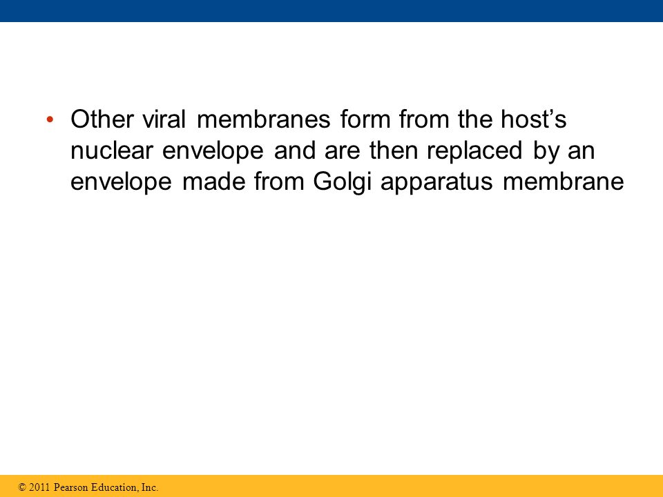 Other viral membranes form from the host’s nuclear envelope and are then replaced by an envelope made from Golgi apparatus membrane © 2011 Pearson Education, Inc.
