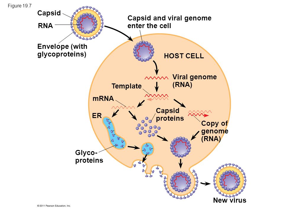 Figure 19.7 Capsid RNA Envelope (with glycoproteins) Capsid and viral genome enter the cell HOST CELL Viral genome (RNA) Template mRNA ER Capsid proteins Copy of genome (RNA) New virus Glyco- proteins