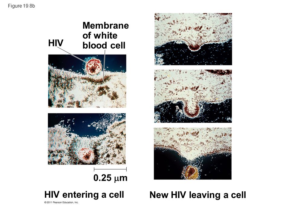 Figure 19.8b HIV Membrane of white blood cell HIV entering a cell New HIV leaving a cell 0.25  m