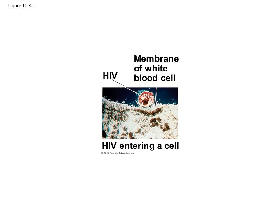 Figure 19.8c HIV Membrane of white blood cell HIV entering a cell