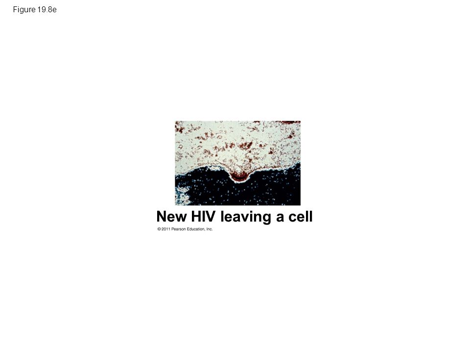 Figure 19.8e New HIV leaving a cell