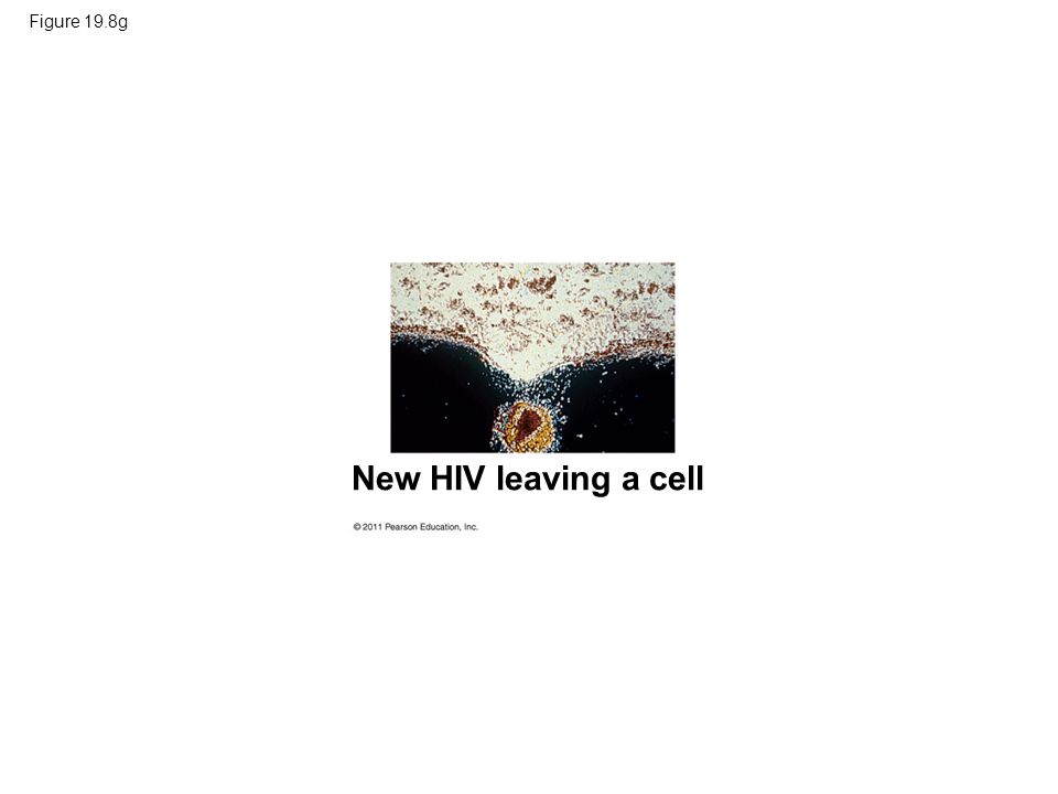 Figure 19.8g New HIV leaving a cell