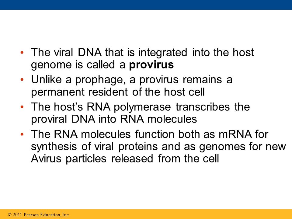 The viral DNA that is integrated into the host genome is called a provirus Unlike a prophage, a provirus remains a permanent resident of the host cell The host’s RNA polymerase transcribes the proviral DNA into RNA molecules The RNA molecules function both as mRNA for synthesis of viral proteins and as genomes for new Avirus particles released from the cell © 2011 Pearson Education, Inc.