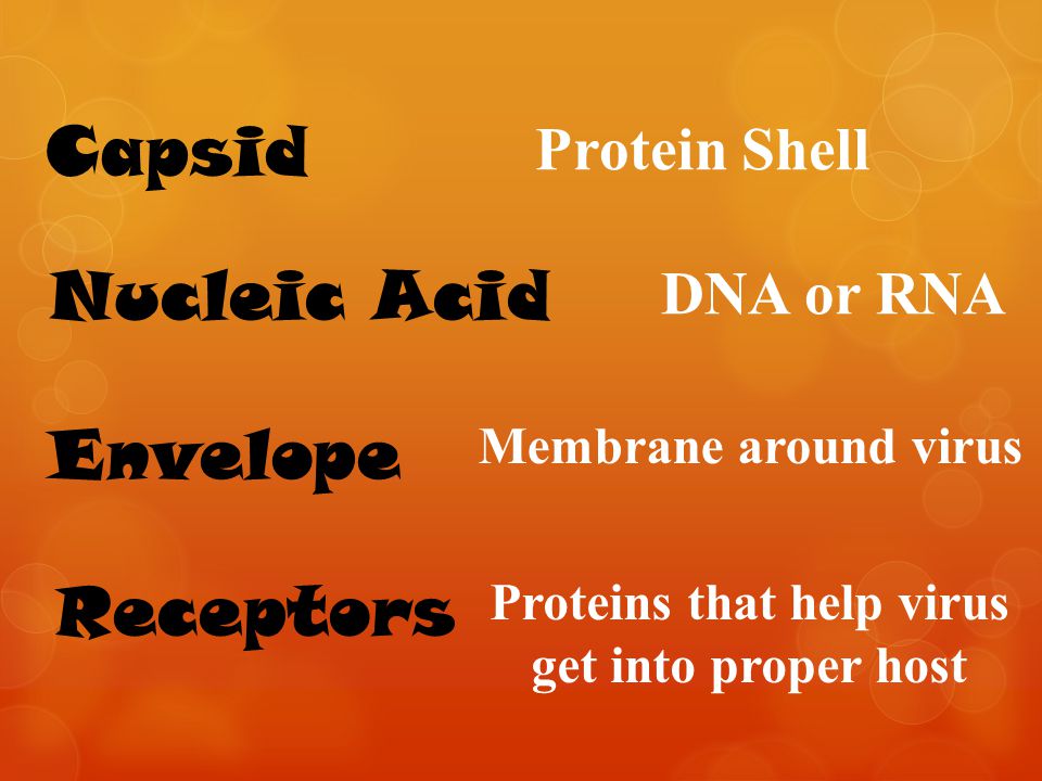 Protein Shell DNA or RNA Membrane around virus Proteins that help virus get into proper host