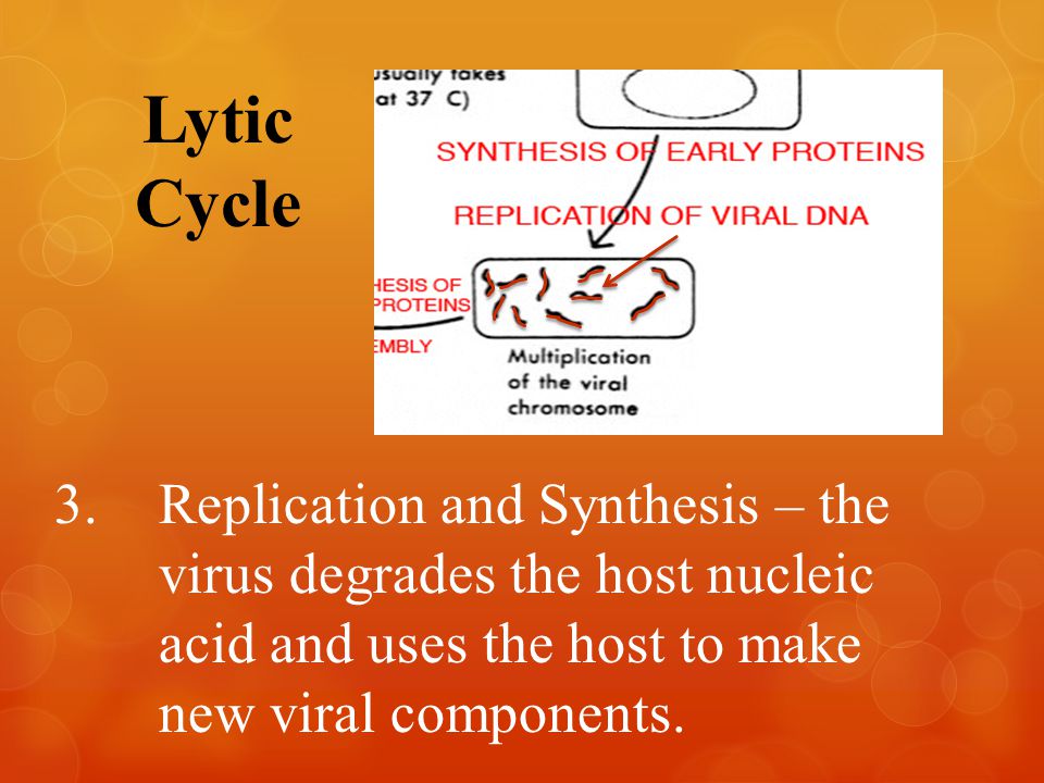 Lytic Cycle 3.Replication and Synthesis – the virus degrades the host nucleic acid and uses the host to make new viral components.