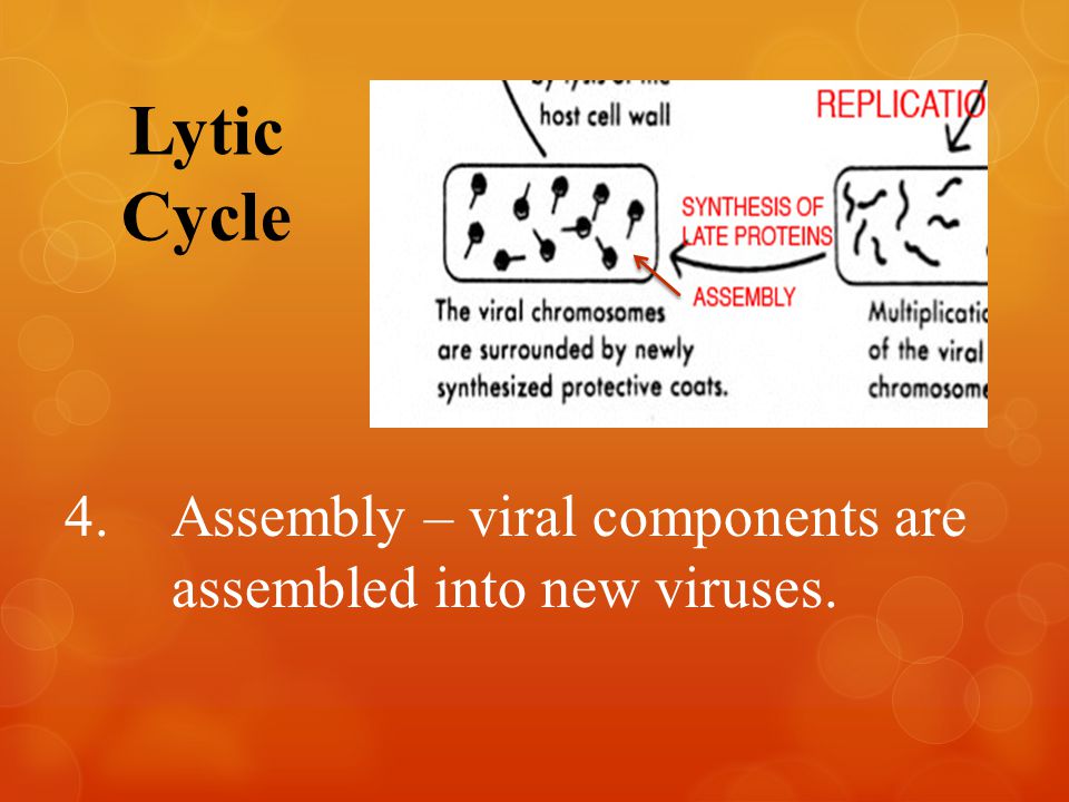 Lytic Cycle 4.Assembly – viral components are assembled into new viruses.