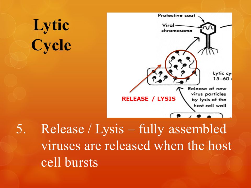 Lytic Cycle RELEASE / LYSIS 5.Release / Lysis – fully assembled viruses are released when the host cell bursts